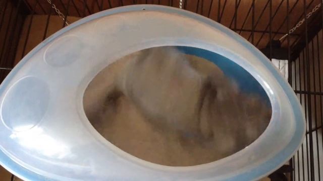Шиншилла купается смотреть онлайн