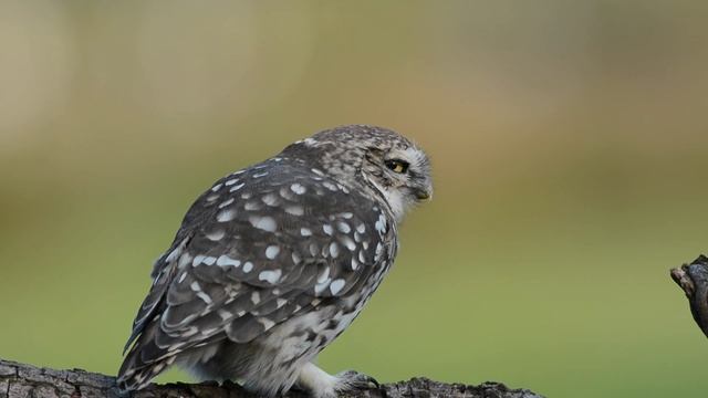 Athene noctua - Little owl - Steenuil смотреть онлайн
