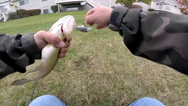 Rapala BX Brat Square Bill Review And It Catches Bass смотреть онлайн