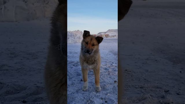 Бродяги тундровые. смотреть онлайн