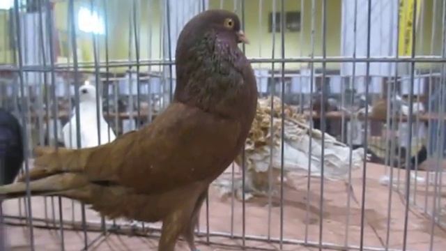 Swing Pouter смотреть онлайн