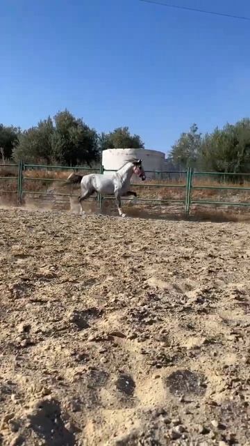 Серебристый андалуз на продажу #horse #equestrian #жеребец #лошади #horselover #purarazaespañola смотреть онлайн