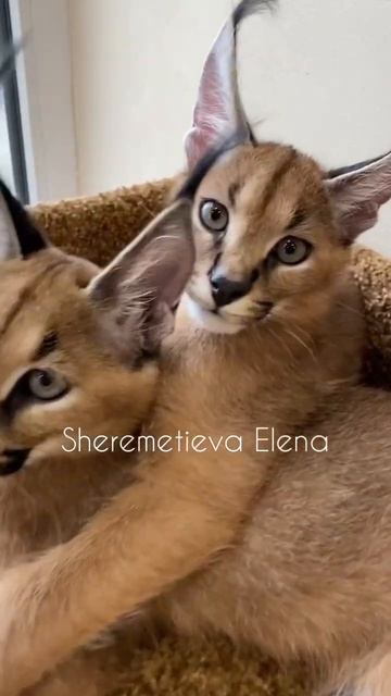 🥰🥰🥰 #caracal #kitten смотреть онлайн
