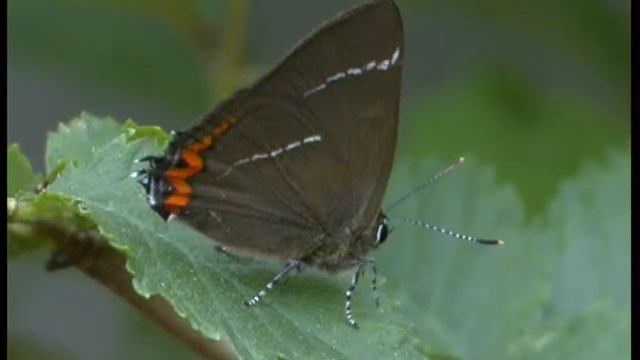 White letter Hairstreak смотреть онлайн