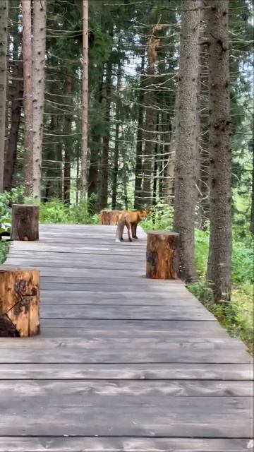 ВСТРЕЧА В КАРЕЛЬСКОМ ЛЕСУ #лиса смотреть онлайн