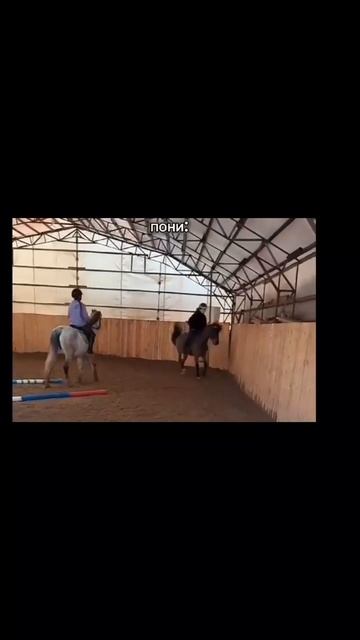 #лошади#конныйспорт#лошади vs пони#х_о_ч_у__в__р_е_к#мемы#смешные видео#смешные#жиза#животные смотреть онлайн