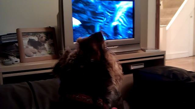 Dex loves Grandidier's mongoose смотреть онлайн