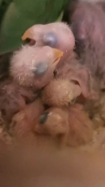TRAVESURAS DE MIS AGAPORNIS... papis cuidando de los recien nacidos😍 смотреть онлайн