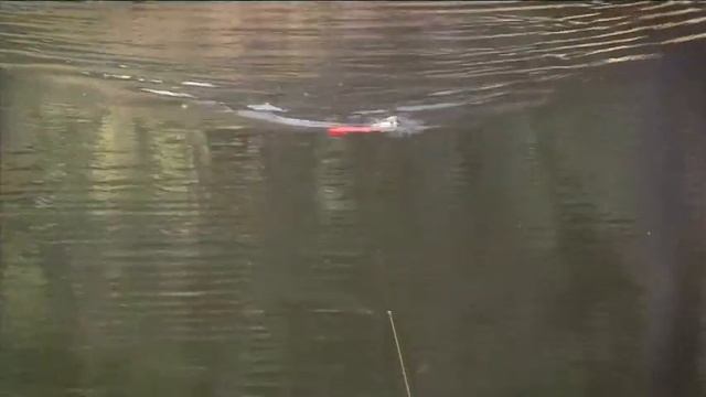 Rapala X Rap Walk