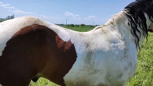 Жеребець 🐎 "Барон" 🔥💪👍💯 на паровку. смотреть онлайн