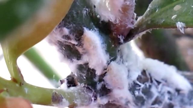 何匹いるのアオバハゴロモ смотреть онлайн