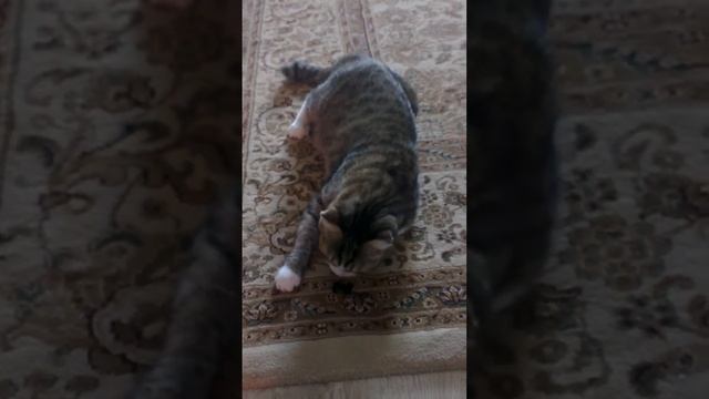 Моя кошка сошла с ума смотреть онлайн