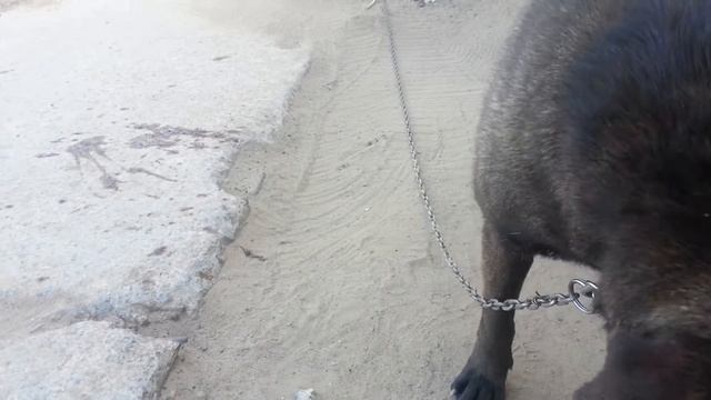армейский пес смотреть онлайн