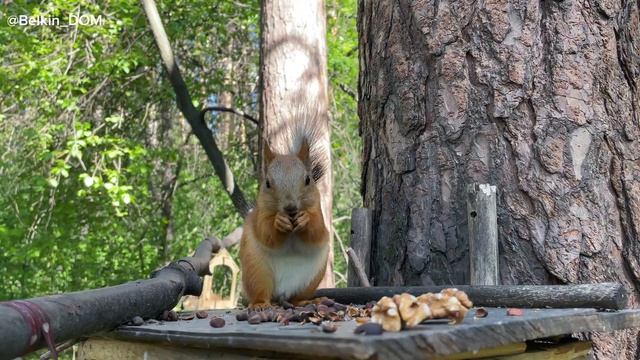 Жми и удивишься😱ТОП самых милых белок в лесу🐿️ смотреть онлайн