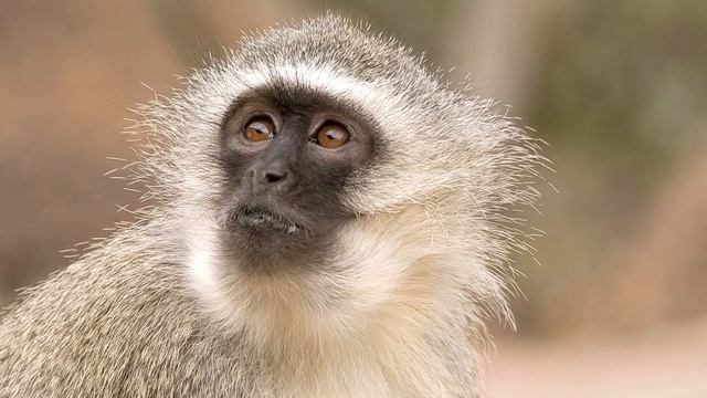 Robert Seyfarth: Can Monkeys Talk? смотреть онлайн