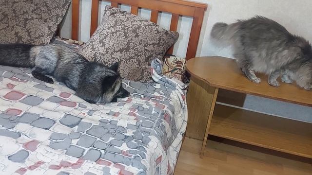 У кота вкусняшка для лисы смотреть онлайн