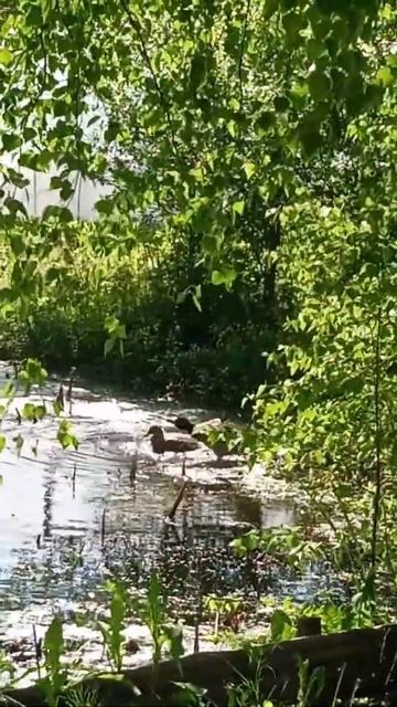 Красивое зрелище диких уток на пруду. смотреть онлайн