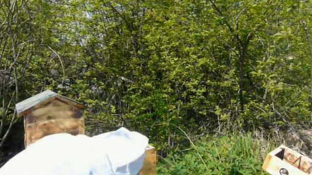 3 Пчёлы, начало Часть 2 смотреть онлайн