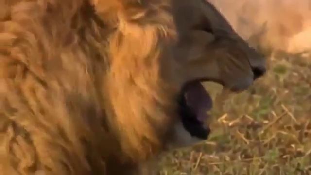 Смеющийся лев смотреть онлайн