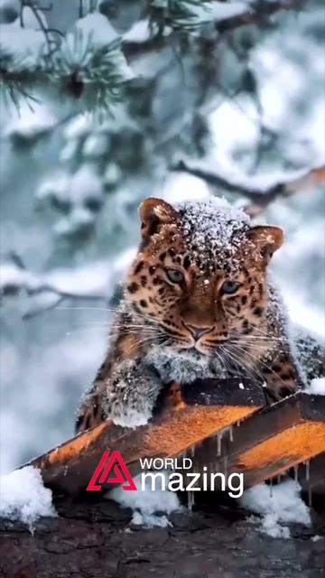 GEPARD AW смотреть онлайн