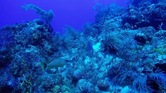 Double D, French Cay 🇹🇨 (#568) смотреть онлайн