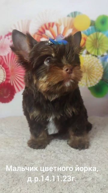 цветной йорк, мальчик www.dog-mini.ru смотреть онлайн