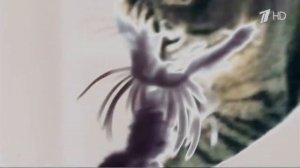 Аdvertising Реклама Kitekat Китикет Борис Фотокот In Real G Major 4