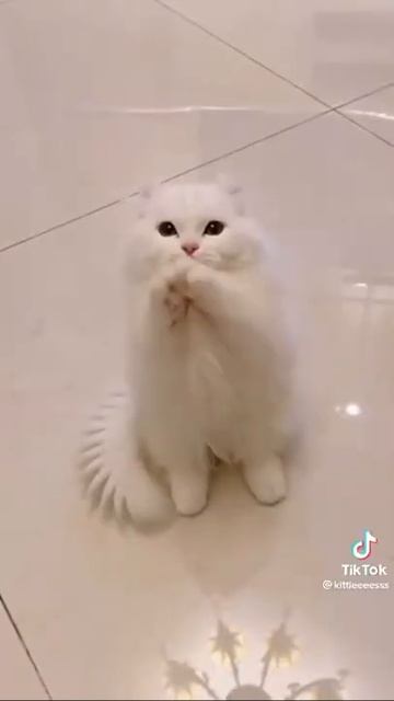 у кота из носа пузырьки 🤣🐈 смотреть онлайн