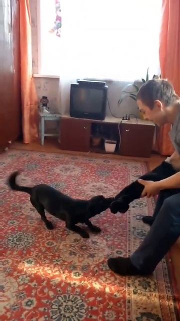 чарлек уехал домой из приюта смотреть онлайн