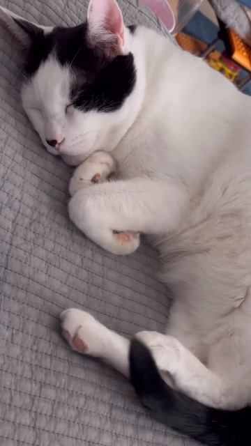 고양이 테라피 (Cat therapy) #shorts #냥생냥사 смотреть онлайн