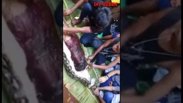 Илон одамни ютиб юборди. смотреть онлайн