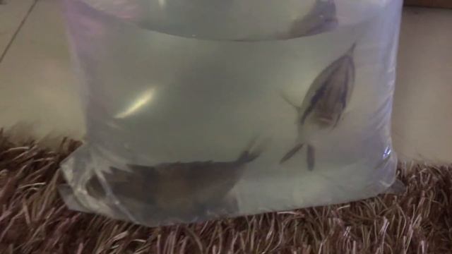 Unboxing Tiger Fish смотреть онлайн
