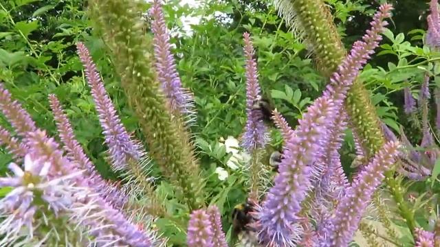 Hummeln im Mönchspfeffer смотреть онлайн