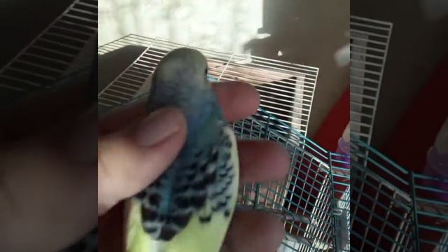 ручные попугаи волнистые ( птенцы) друзья#любовь# смотреть онлайн