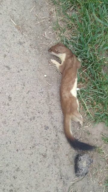 Мёртвый мангуст? смотреть онлайн