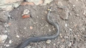 Змея Уж,который живет под домом