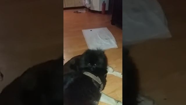 Смаил и Бони смотреть онлайн