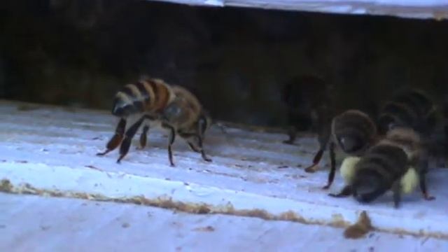 Tons of pollen coming in смотреть онлайн