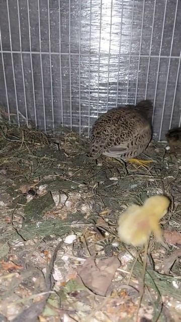 Китайская расписная перепелка с малышами #перепелка #расписная #китайская #птенцы #птицы #природа смотреть онлайн