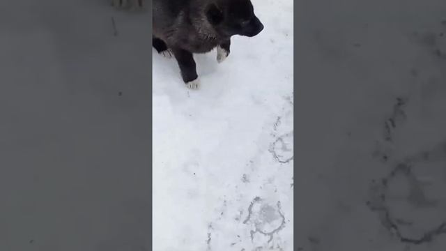 погибают щенки. их бросили на даче. #приют #щенки #хаски #помощьживотным #rescuedog смотреть онлайн