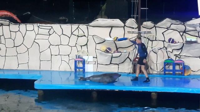 Шоу дельфинов Ч 7 смотреть онлайн