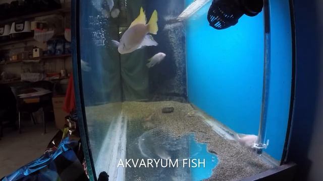 BÜYÜK AKVARYUMDA BEYAZ PRENSES white cichlid fish смотреть онлайн