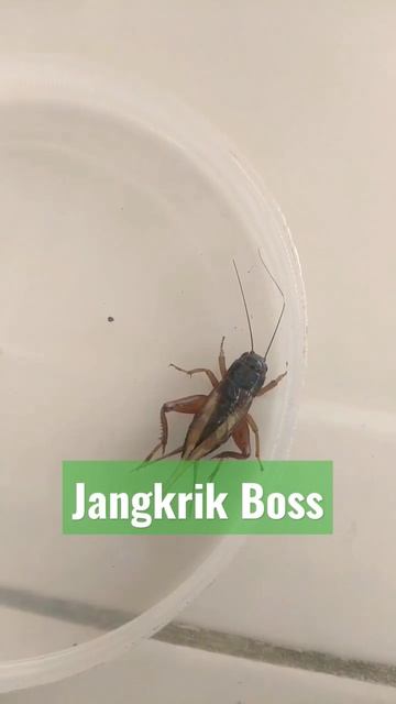 Fakta Dibalik tubuhnya yang Kecil #jangkrik #short #shorts #shortvideo смотреть онлайн