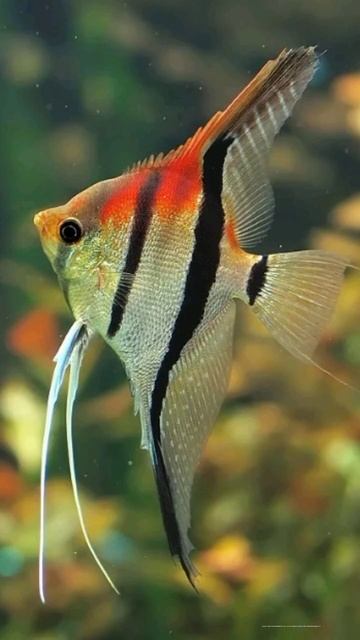 Мини рассказ о скаляриях видео @Cheruli_\@ смотреть онлайн