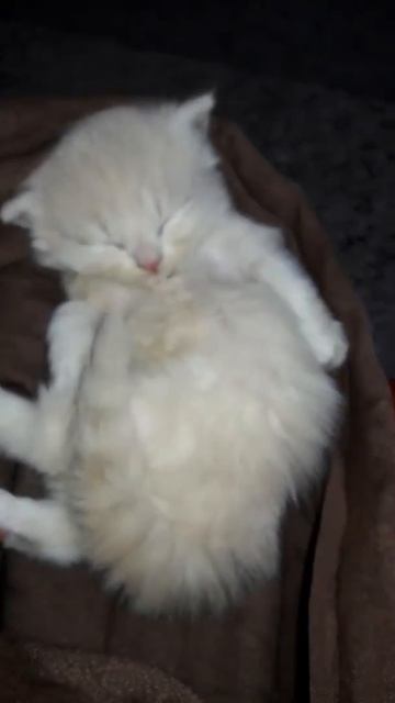 😍 Butterfly Song Cute Video 😍| Jass Manak | Satti Dhillon | Viral Takatak Video 2020 | Geet Mp3 смотреть онлайн