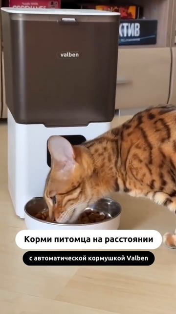 Автоматическая кормушка Valben - питомец всегда будет сыт! смотреть онлайн