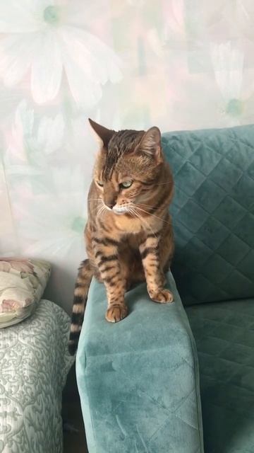 Снимаем тики таки. #бенгальскаякошка #кошка смотреть онлайн