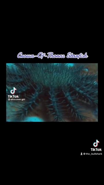 One of the most venomous starfish, The Crown Of Thorns Starfish #starfish #venom #ocean #seaanimals смотреть онлайн