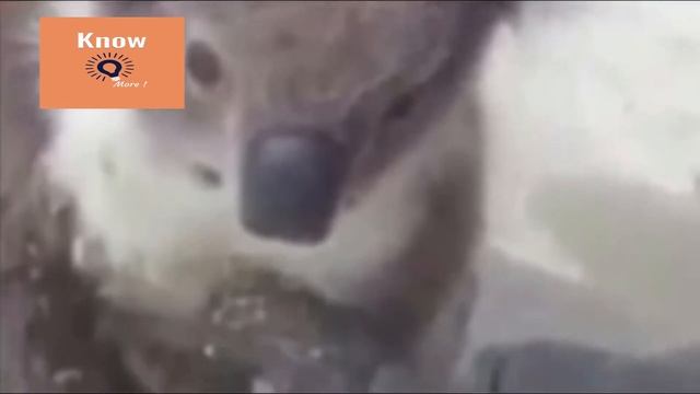 Man Who Spots A Wild Koala On His Porch Realizes Something Is Terribly Wrong смотреть онлайн