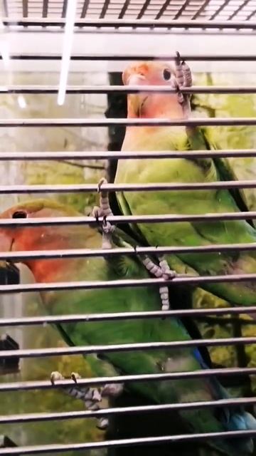 Неразлучники 🐦❤️🐦 смотреть онлайн